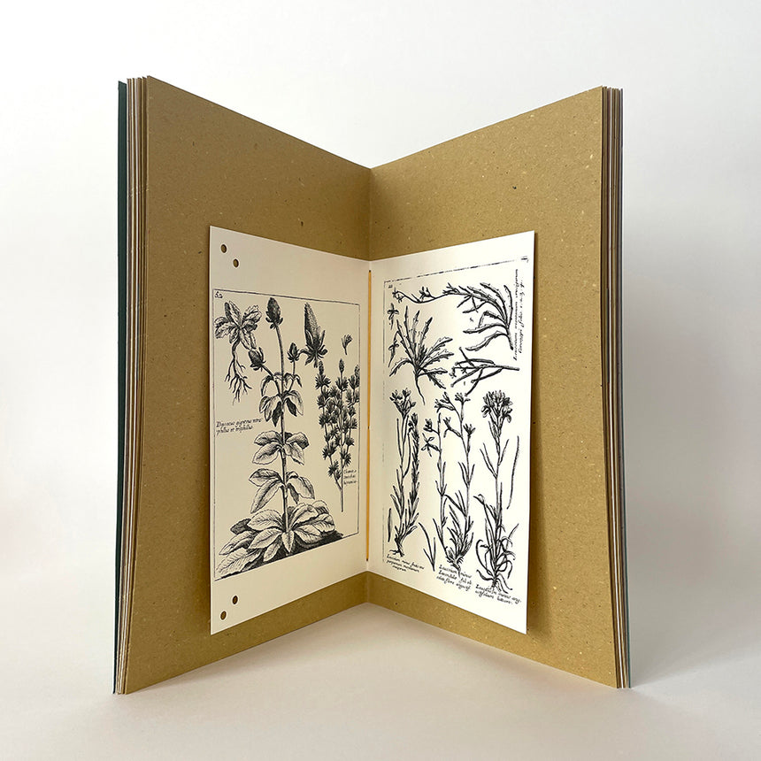 Sketchbook Herbarium