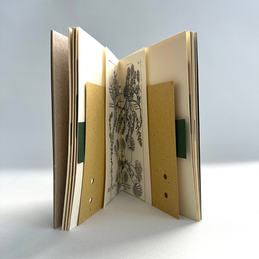 Herbarium XIII medio